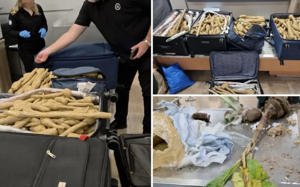 Airport security inspecting suitcases filled with plant roots.