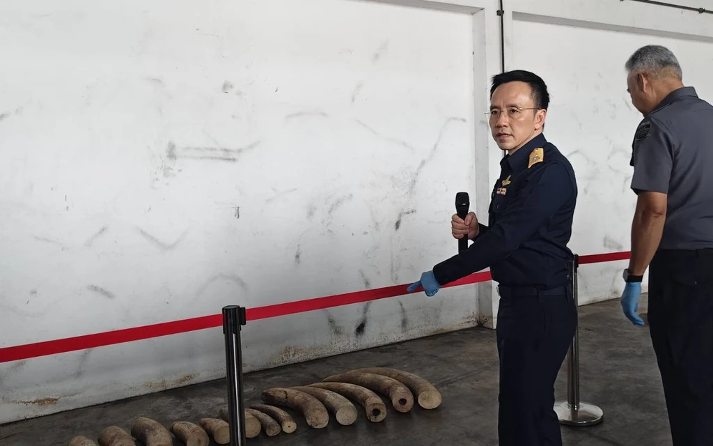 Customs officials inspect seized ivory tusks at a port facility.