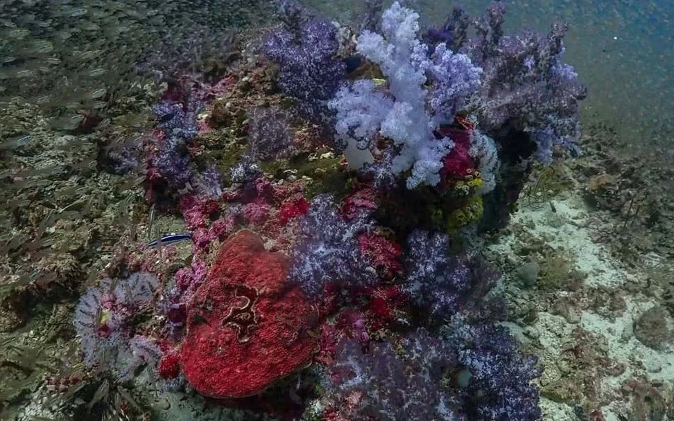 Underwater view of colorful coral reef in Similan National Park.