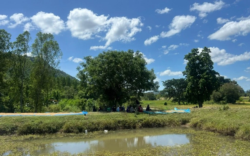 Rural landscape with drying crops on blue tarps near a pond and trees.