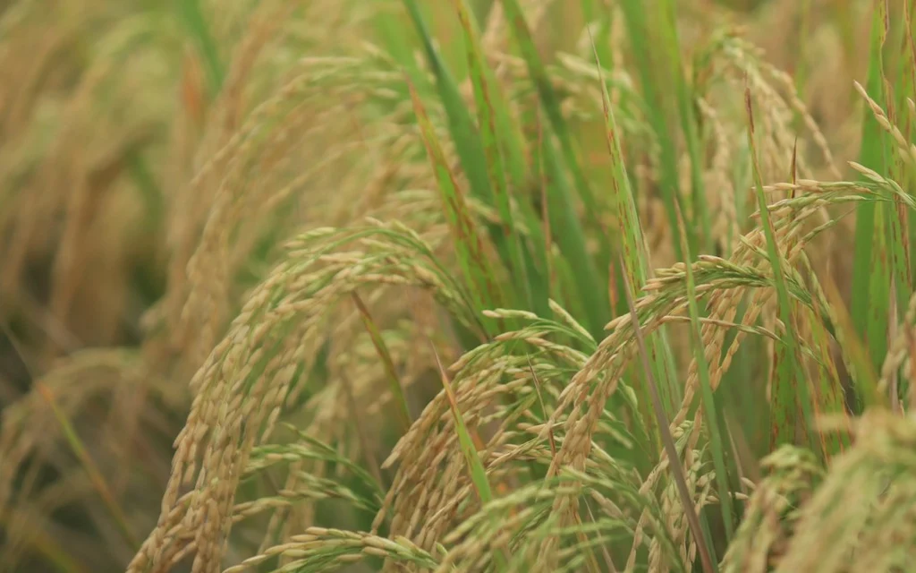 green wheat field during daytime