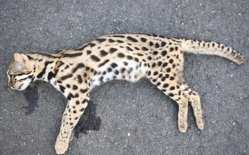A dead leopard cat on a road.