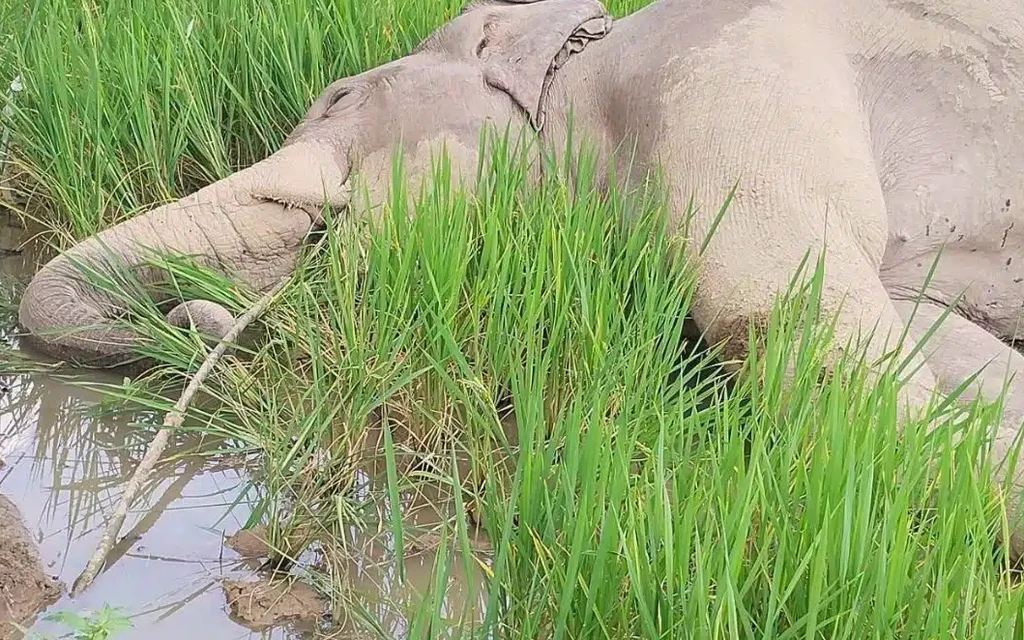 Dead elephant lying in a rice field