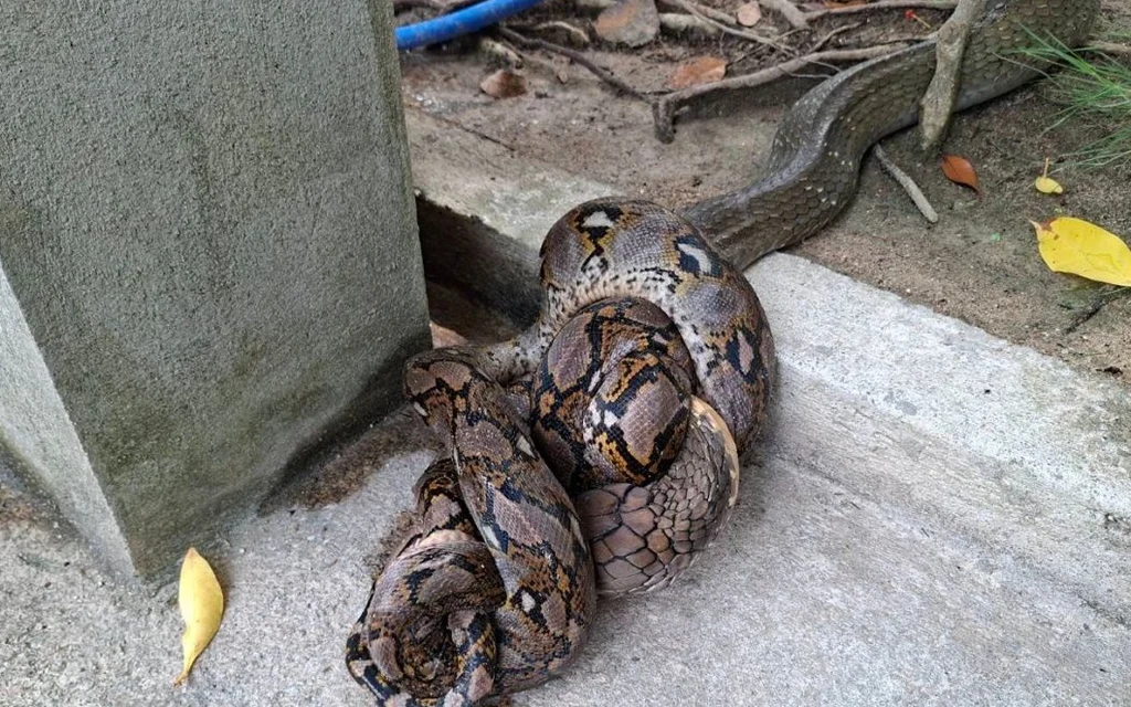 A large snake coils around a python beside a concrete structure.