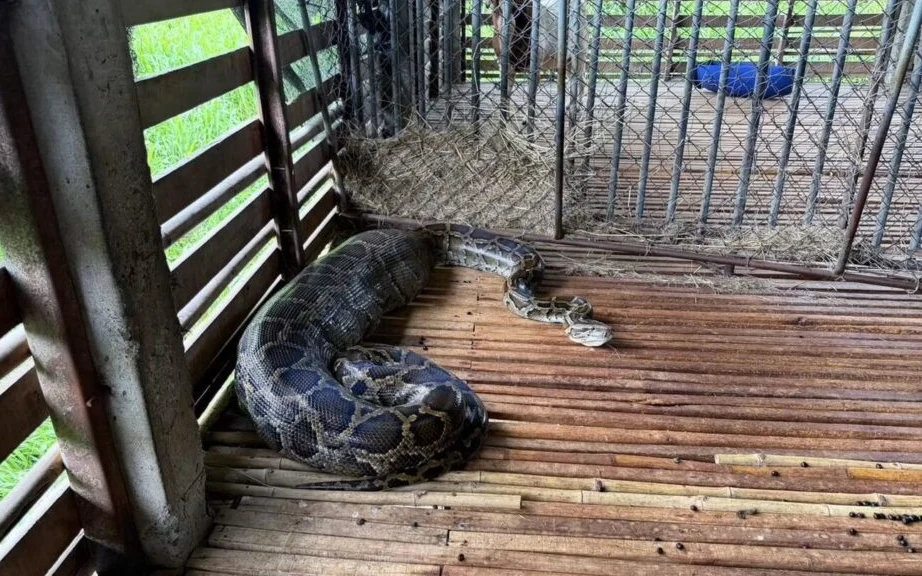 A large python coiled on a wooden floor inside an enclosure.