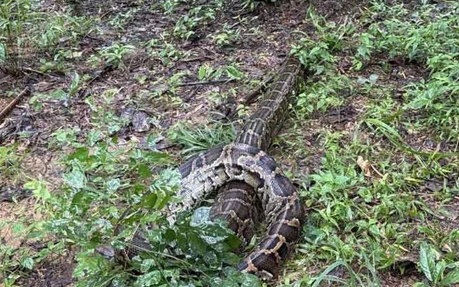 A large python snake in the forest.
