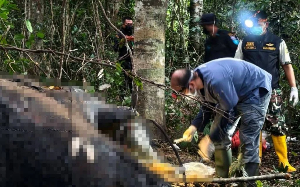 Officials examining a dead elephant in the forest