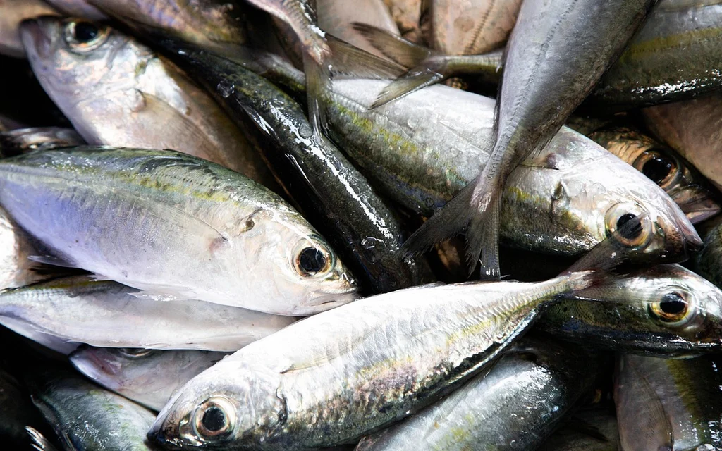 fish, seafood, tuna fish, fresh, andaman sea, nature, phuket, thailand, dinner, eat, phuket beach, sushi