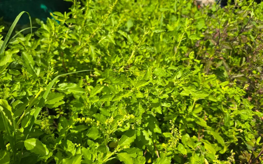 A close-up photograph of lush green holy basil plants.