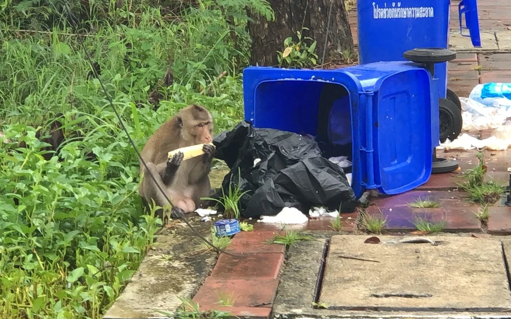 A monkey eating food near an overturned blue trash bin.