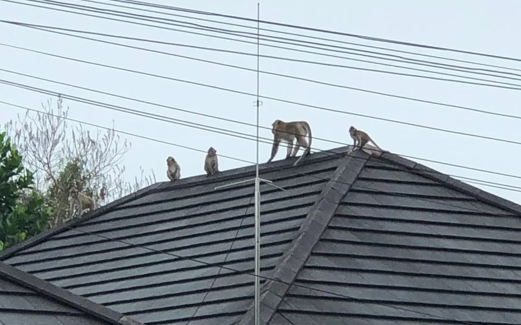 Several monkeys sitting on a residential roof in Trat.