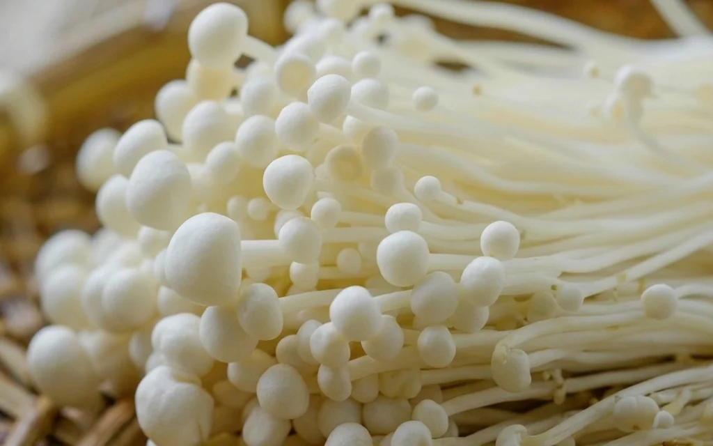 Close-up of fresh white enoki mushrooms
