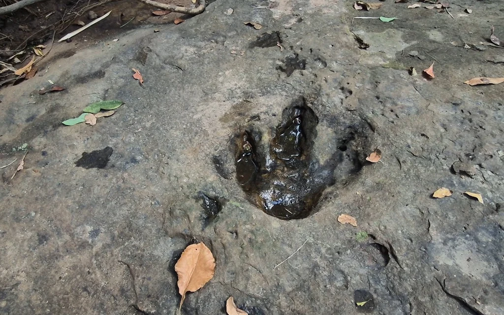 A dinosaur footprint impression in rocky ground scattered with leaves.