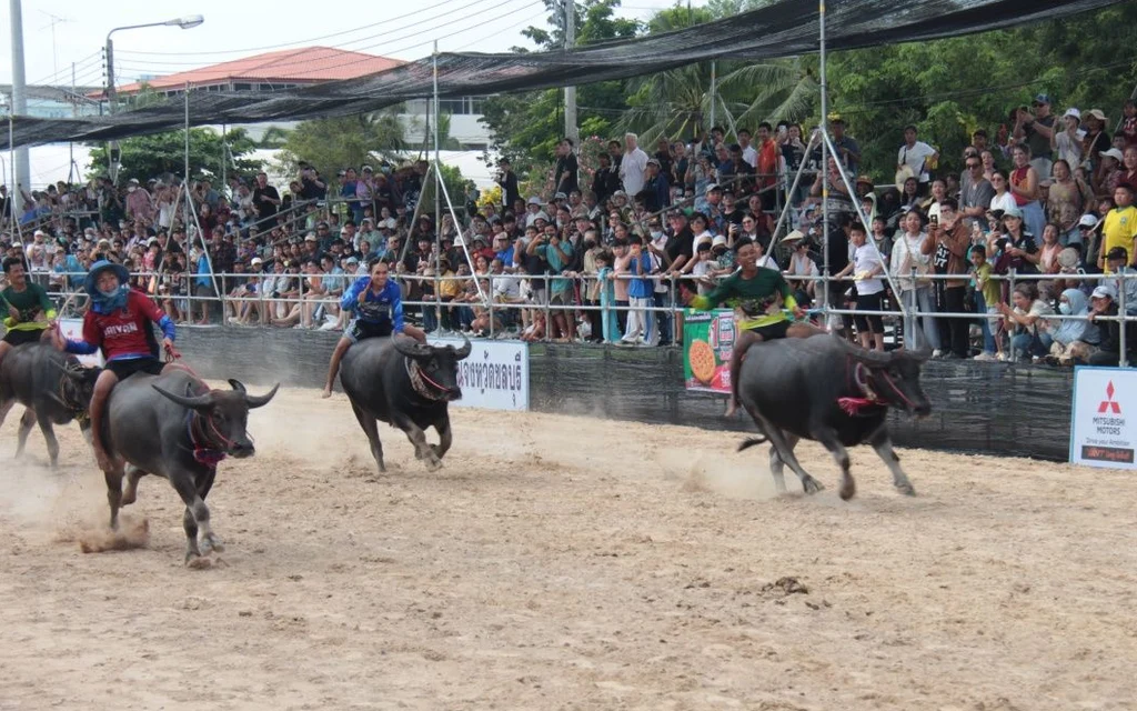 Jockeys race buffaloes before a crowd at a festival.