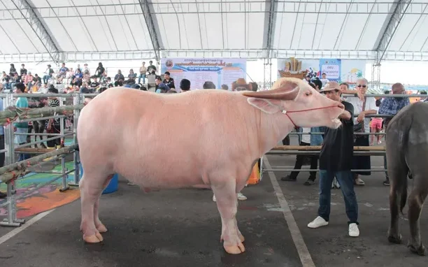 A large pale buffalo stands in an exhibition pen at a crowded festival.