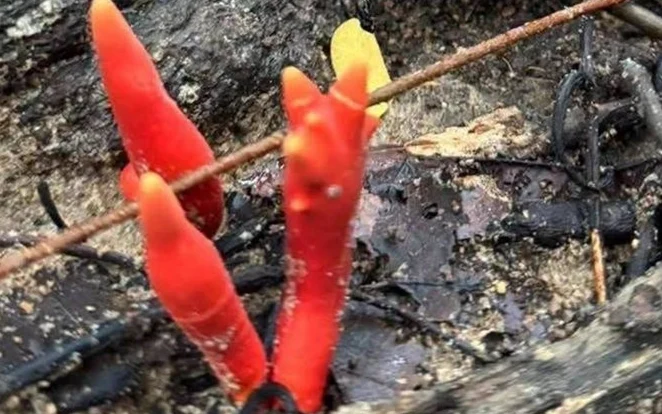 Bright red and yellow fungi growing among wet rocks and debris.