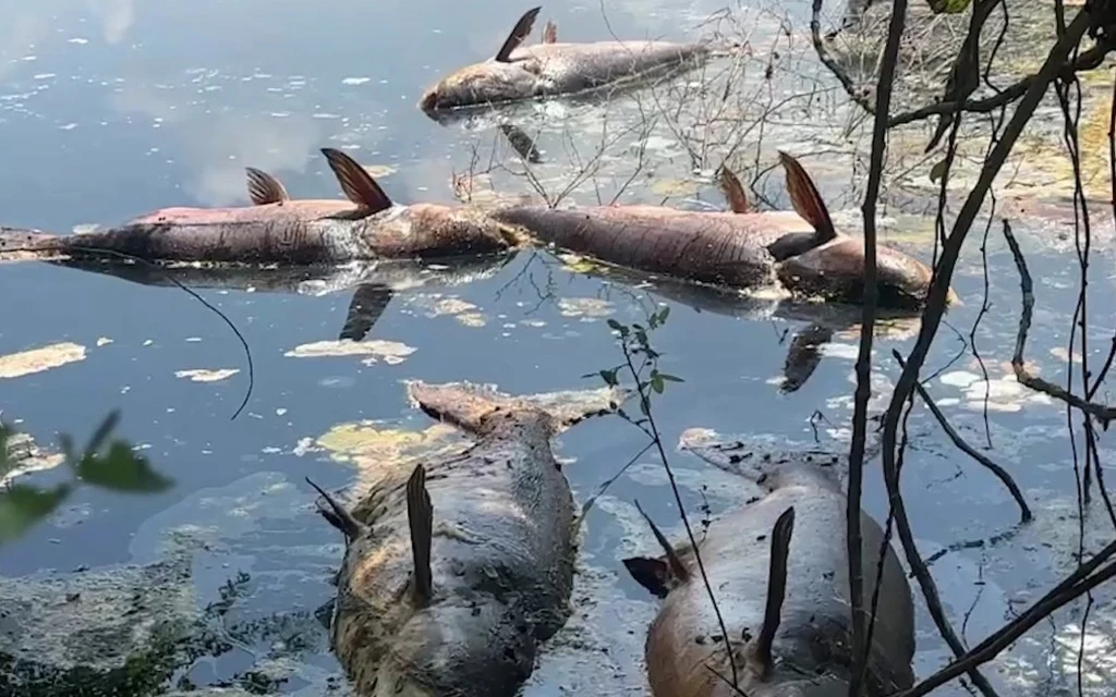 Dead fish floating in a polluted body of water.