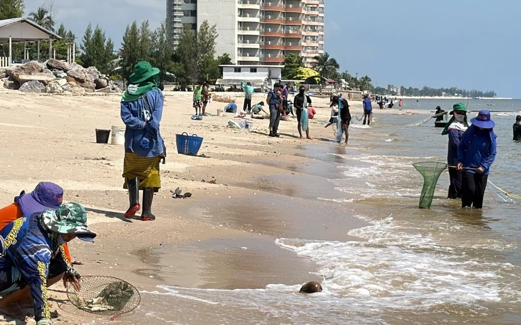 People collect fish from shallow water along a beach.