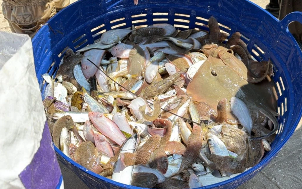 A blue basket filled with assorted fish and marine life.